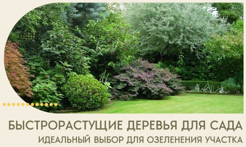 Быстрорастущие деревья для сада идеальный выбор в Невинномысске