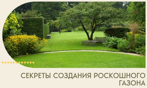 Секреты создания роскошного газона в Невинномысске
